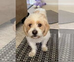 Small #1 Colonial Cocker Spaniel-Shih Tzu Mix