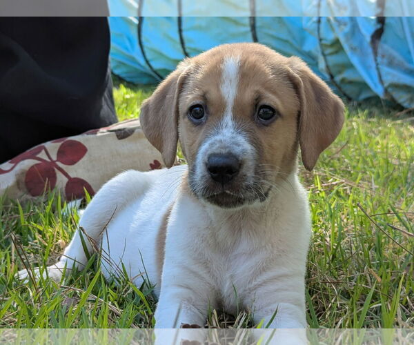 Medium Photo #1 Labrador Retriever-Unknown Mix Puppy For Sale in The Woodlands, TX, USA