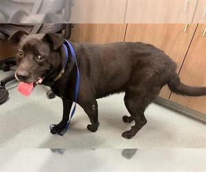 Labrador Retriever-Unknown Mix Dogs for adoption in Baytown, TX, USA