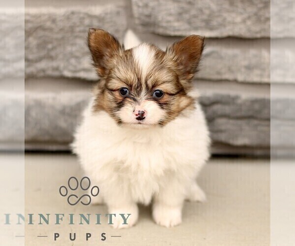 Medium Photo #3 Papillon Puppy For Sale in GORDONVILLE, PA, USA