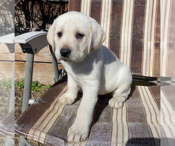 Medium Photo #2 Labrador Retriever Puppy For Sale in BLANCHE, NC, USA