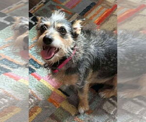 Mutt Dogs for adoption in Gulfport, MI, USA