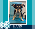 Hans (Prost Pups) 100326 - Male German Shepherd Dog-Unknown Mix Dog for Adoption - Small photo