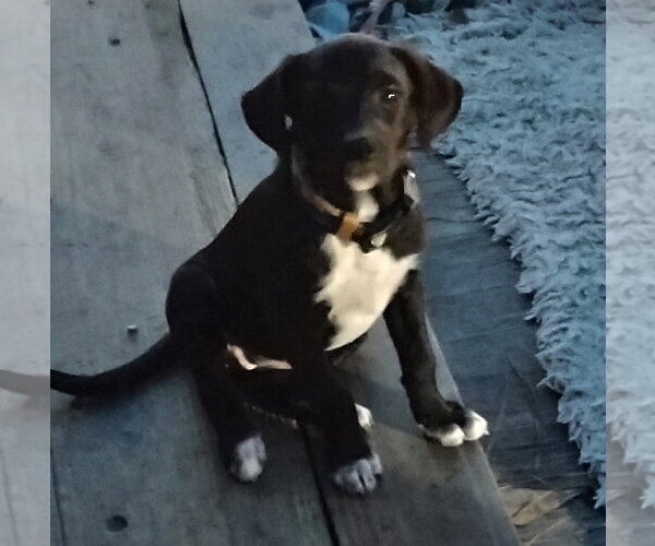 Medium Photo #2 Staffordshire Bull Terrier-Unknown Mix Puppy For Sale in The Woodlands, TX, USA