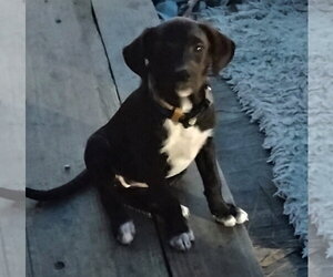 Little Bit - Female Staffordshire Bull Terrier-Unknown Mix Dog for Adoption - Photo #2