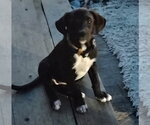 Small Photo #2 Staffordshire Bull Terrier-Unknown Mix Puppy For Sale in The Woodlands, TX, USA