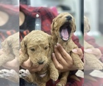 Small Photo #3 Goldendoodle Puppy For Sale in N HIGHLANDS, CA, USA