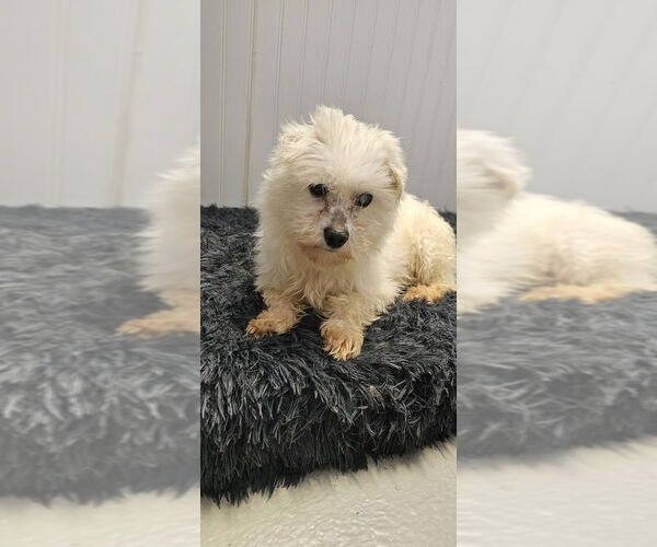 Medium Photo #9 Maltese Puppy For Sale in Studio City, CA, USA