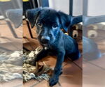 Small #1 Labrador Retriever Mix