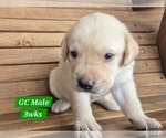 Small #12 Labrador Retriever