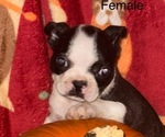 Puppy 6 Bertha Faux Frenchbo Bulldog