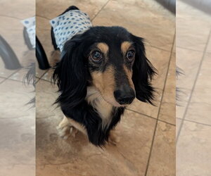 Dachshund Dogs for adoption in Sioux Falls, SD, USA