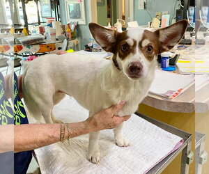 Mutt Dogs for adoption in Benton, LA, USA