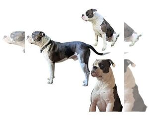 Father of the Alapaha Blue Blood Bulldog puppies born on 12/28/2025
