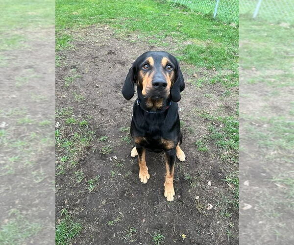 Medium Photo #3 Coonhound-Unknown Mix Puppy For Sale in Muskegon, MI, USA