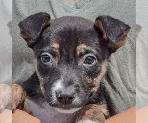 Lottie - Female Boxador Dog for Adoption - Photo #2