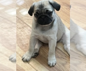 Medium Pug