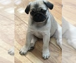 Puppy Grizzly Pug