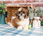 Small #11 Shih Tzu