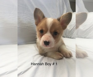 Pembroke Welsh Corgi Puppy for sale in RAMONA, OK, USA