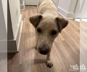 Labrador Retriever-Unknown Mix Dogs for adoption in Washington, DC, USA