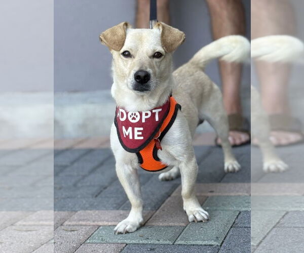 Medium Photo #6 Dorgi Puppy For Sale in Mission Viejo, CA, USA