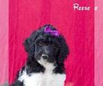 Small Photo #3 Poodle (Standard) Puppy For Sale in MIFFLINBURG, PA, USA