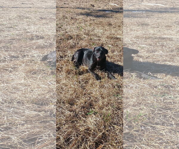 Medium Photo #3 Mutt Puppy For Sale in The Woodlands, TX, USA