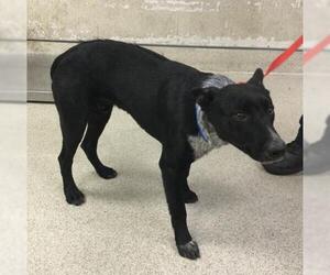 Texas Heeler Dogs for adoption in Riverside, CA, USA