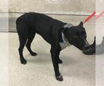 TAZ - Male Texas Heeler Dog for Adoption - Small photo