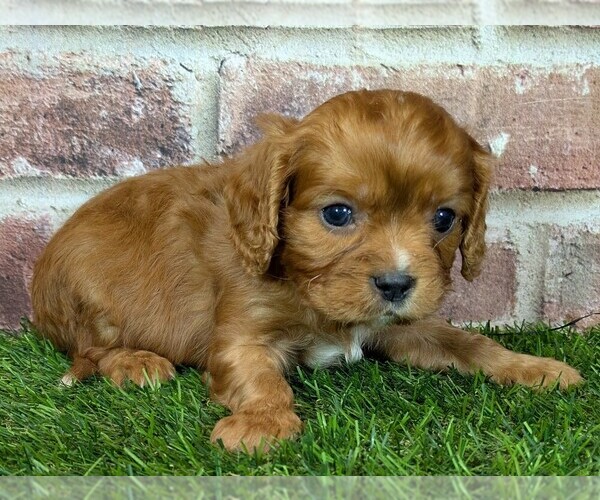 Medium Photo #13 Cavalier King Charles Spaniel Puppy For Sale in MOBERLY, MO, USA