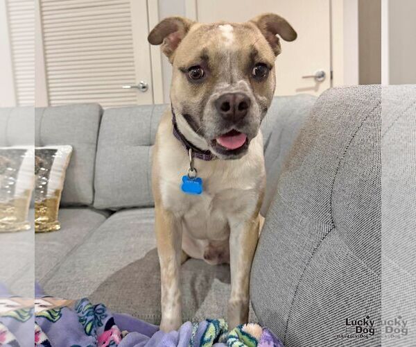 Medium Photo #5 Mutt Puppy For Sale in Washington, DC, USA