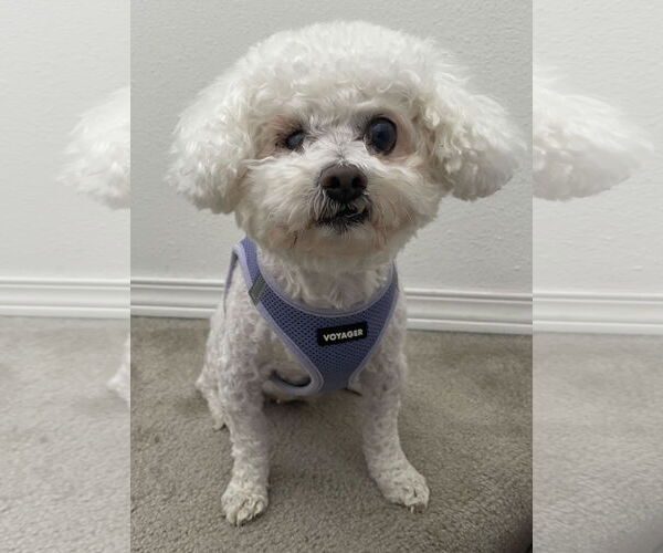 Medium Photo #9 Bichon Frise Puppy For Sale in Seattle, WA, USA