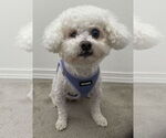 Small #8 Bichon Frise