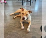 Small #14 American Pit Bull Terrier Mix