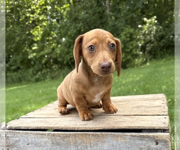 Medium Photo #3 Dachshund Puppy For Sale in MIDDLEBURY, IN, USA