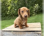 Small #2 Dachshund