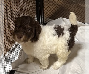 Goldendoodle Puppy for Sale in WOODLEAF, North Carolina USA