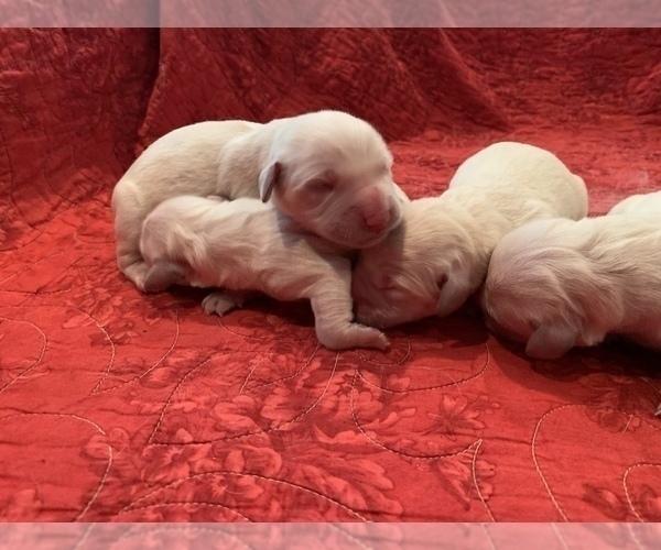 Medium Photo #3 English Cream Golden Retriever Puppy For Sale in WHITE SALMON, WA, USA