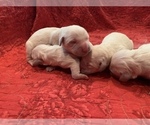 Small Photo #3 English Cream Golden Retriever Puppy For Sale in WHITE SALMON, WA, USA