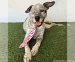Small Photo #2 Dalmatian-German Shorthaired Pointer Mix Puppy For Sale in San Diego, CA, USA