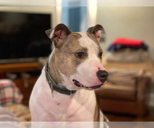 Holly - Female American Staffordshire Terrier-Unknown Mix Dog for Adoption - Photo #15