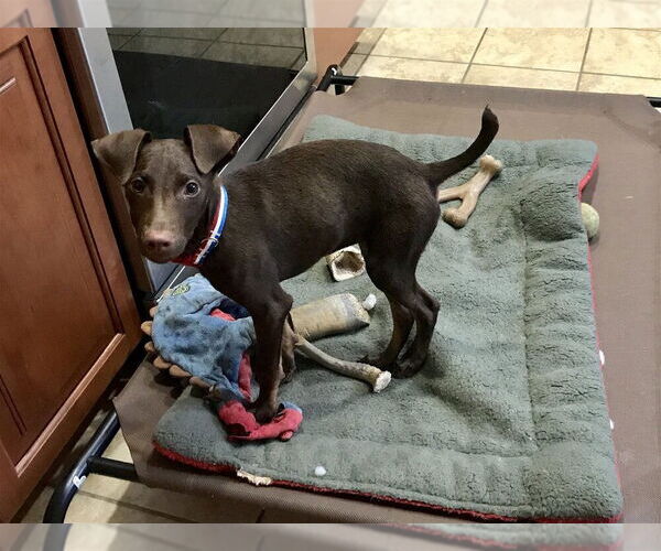 Medium Photo #4 Doberman Pinscher-Labrador Retriever Mix Puppy For Sale in New York, NY, USA