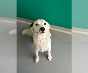 Border Collie-Unknown Mix Dogs for adoption in Visalia, CA, USA