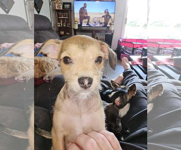 Medium Photo #2 Chihuahua Puppy For Sale in Arlington, WA, USA