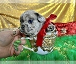 Small Photo #20 French Bulldog Puppy For Sale in HAYWARD, CA, USA