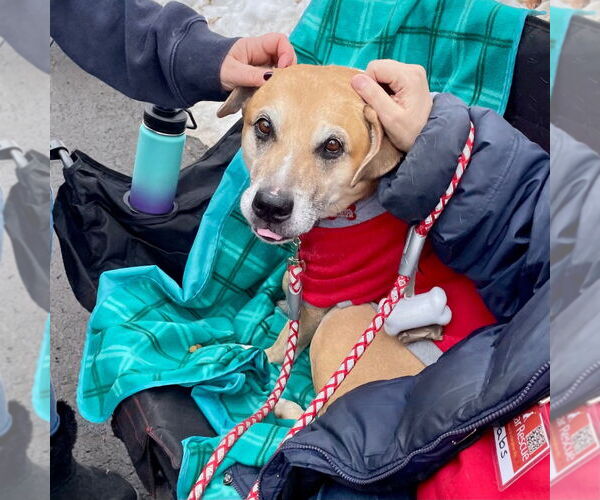 Medium Photo #6 Labrador Retriever-Unknown Mix Puppy For Sale in Canton, CT, USA