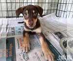 Small #1 Mutt