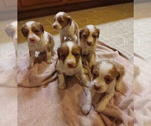 Brittany Puppy for Sale in CATALPA, Virginia USA