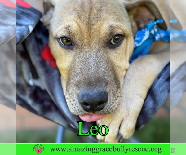 Medium Photo #17 Bulldog-Labrador Retriever Mix Puppy For Sale in Pensacola, FL, USA